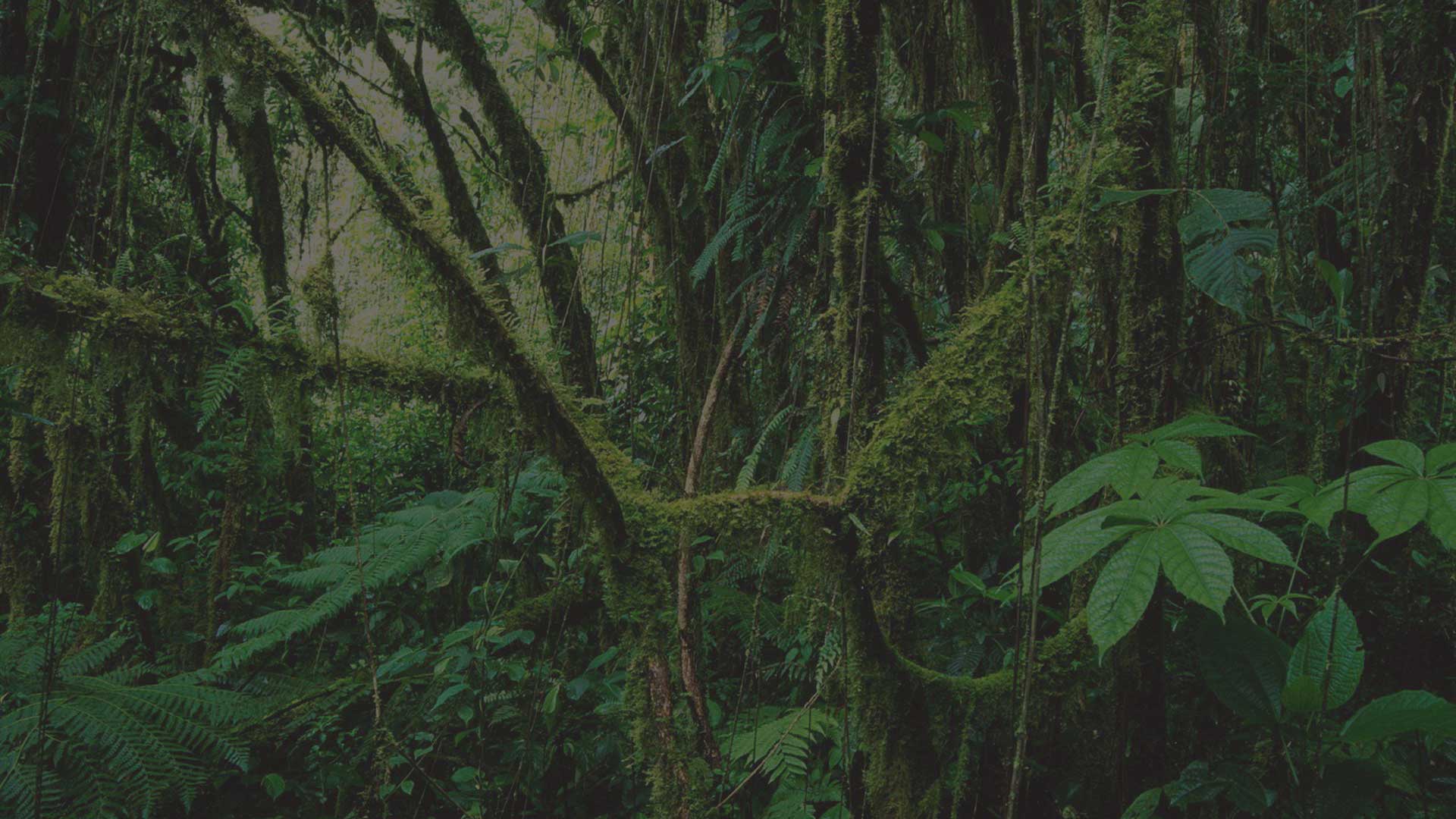 Rainforest-grey-tint_72dpi