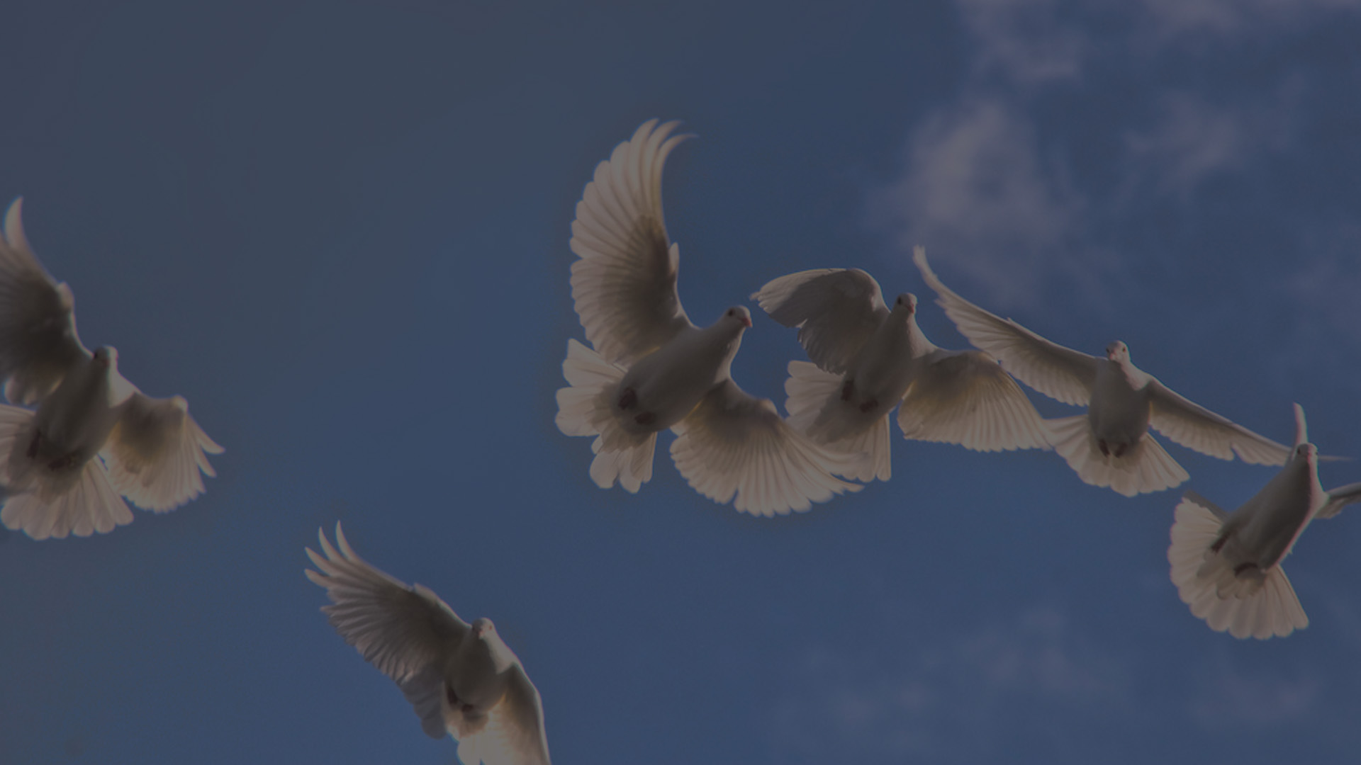 peace-dove-grey-tint-72dpi